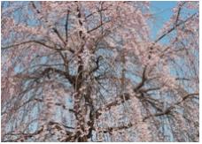 수양벚나무                                                                                                                                                                                                   